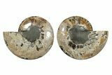 Large, Cut & Polished Ammonite Fossil - Madagascar #342133-1